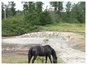 horse stable construction victoria cowichan valley gulf islands